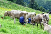 89 L'ora della mungitura serale 